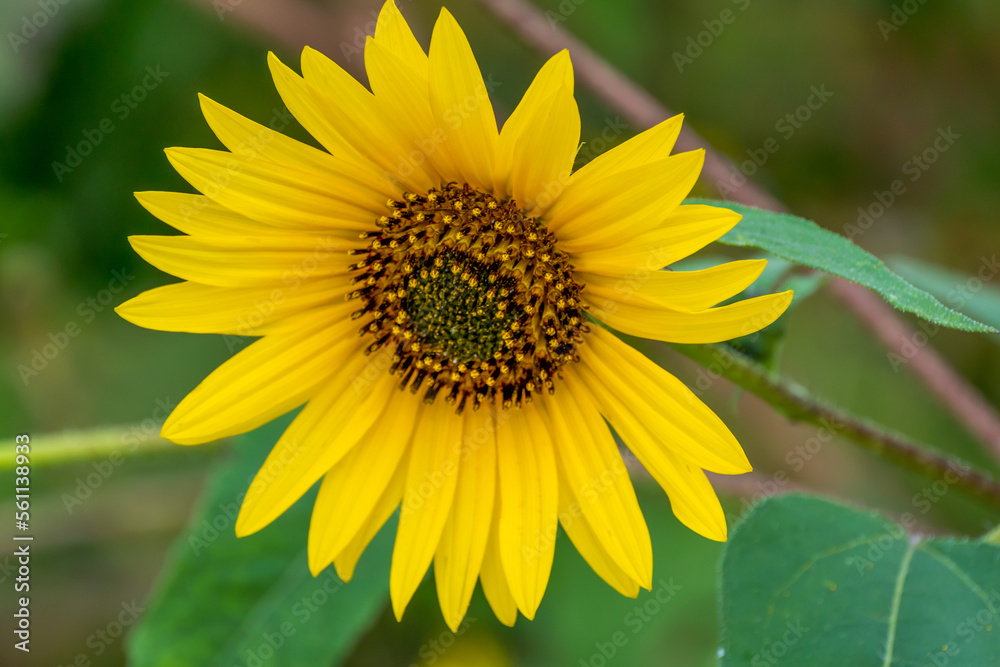 Sunflowers Growing In The Garden In Summer Sunflowers Growing In The Garden In Summer