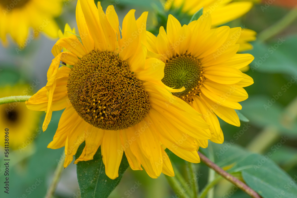 Sunflowers Growing In The Garden In Summer Sunflowers Growing In The Garden In Summer
