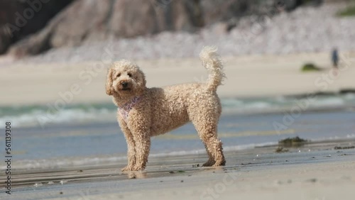 Cockapoo dog walking into shallow waves on beach in slow motion