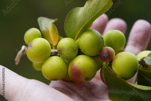 Branch full of Camu Camu (Myrciaria dubia) fruits in hand. Semi ripe fruit in January on the beach of the Rio Negro river. Camucamu is a fruit with the highest concentration of vitamin C.