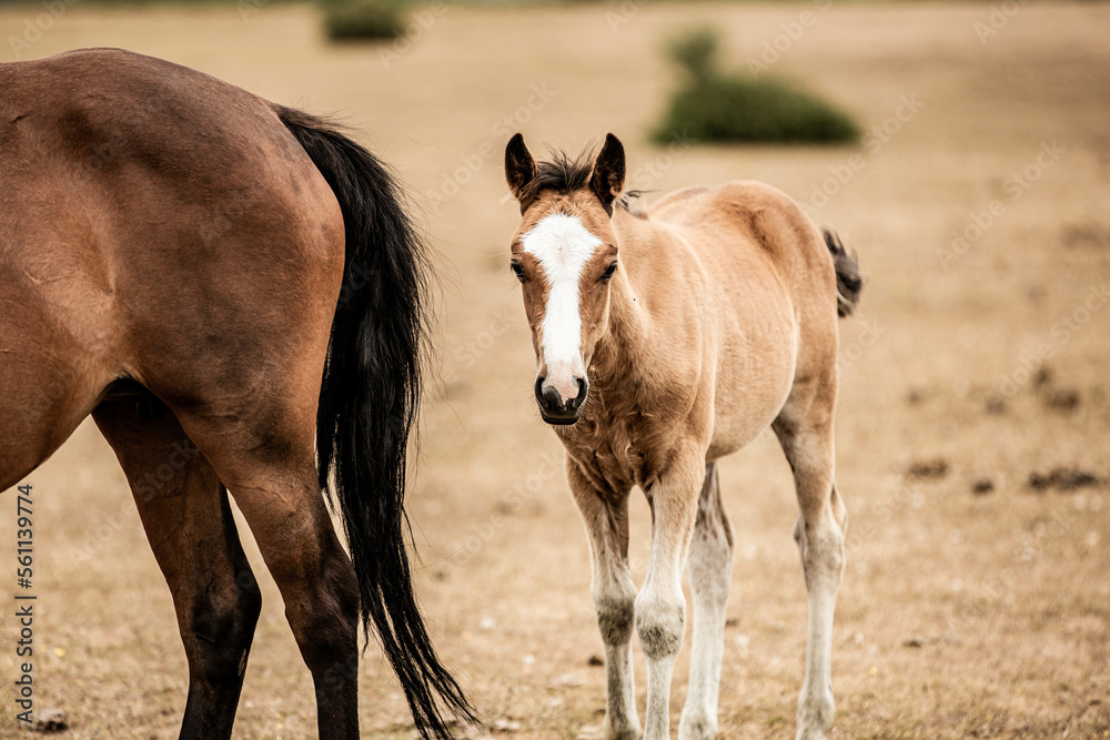 Fototapeta premium Cute new forest foal in the field