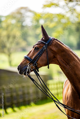 Regal chestnut horse side profile