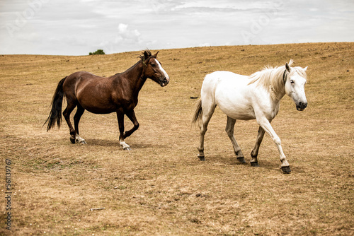 Two horses together in the field