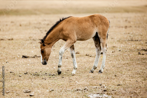 Cute new forest foal in the field