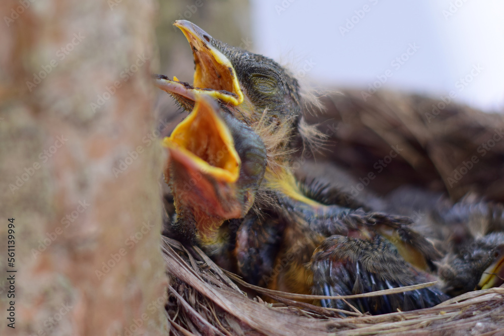 ave, naturaleza, animal, fauna, árbol, insecto, alimento, inhospitalario, animal, gorrión, pico ave, naturaleza, animal, fauna, árbol, insecto, alimento, inhospitalario, animal, gorrión, pico