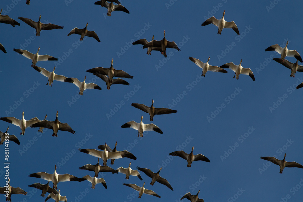 Fototapeta premium Flock of Geese Flying Overhead