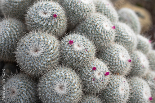 Le cactus coussin avec pettie fleur violette