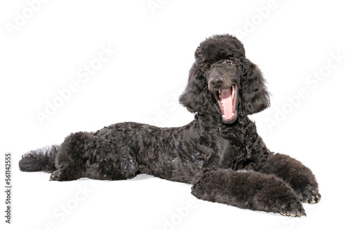 a beautiful black poodle with an open mouth lies on a light background