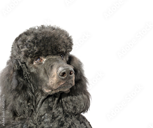 close-up of the head of a black poodle, isolated on a white background