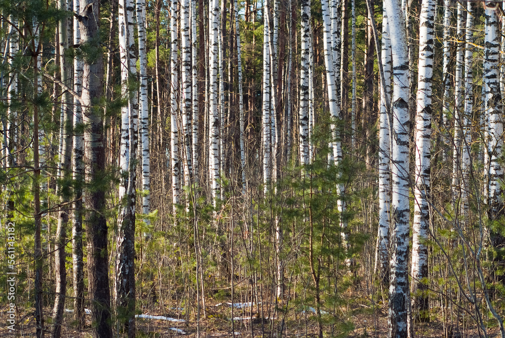 forest background, in the photo birch forest in autumn close-up forest background, in the photo birch forest in autumn close-up