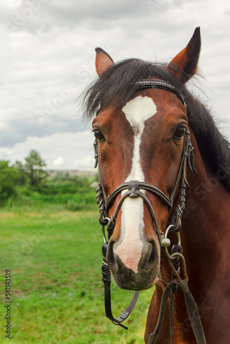 A graceful brown horse with a luxurious mane, look directly into the camera. The piercing look of a horse. Horse in a bridle.