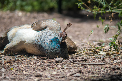 Pavo real hembra acostada descansado, hermoso color azul