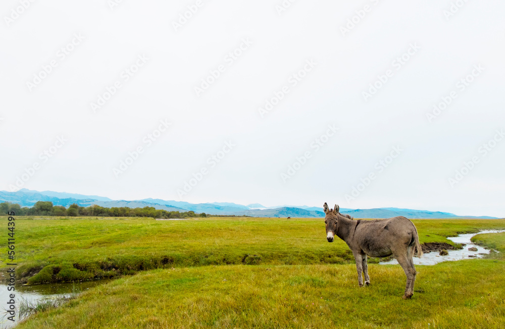 Donkey standing on grassy field against clear sky Donkey standing on grassy field against clear sky