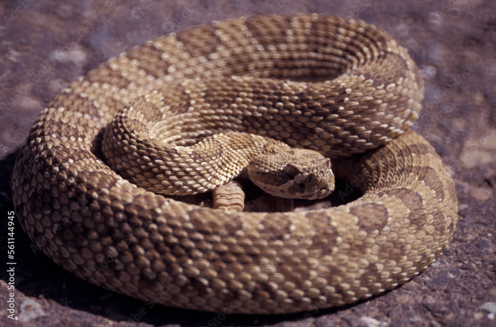Western Rattlesnake (Crotalus viridis) USA Western Rattlesnake (Crotalus viridis) USA