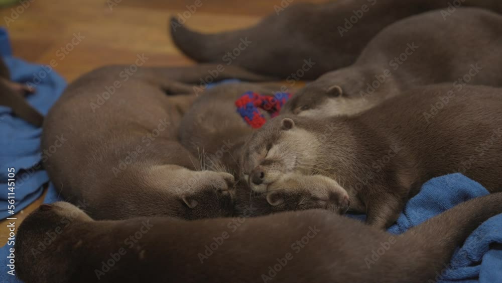 This video shows a group of baby Asian small-clawed otters sleeping