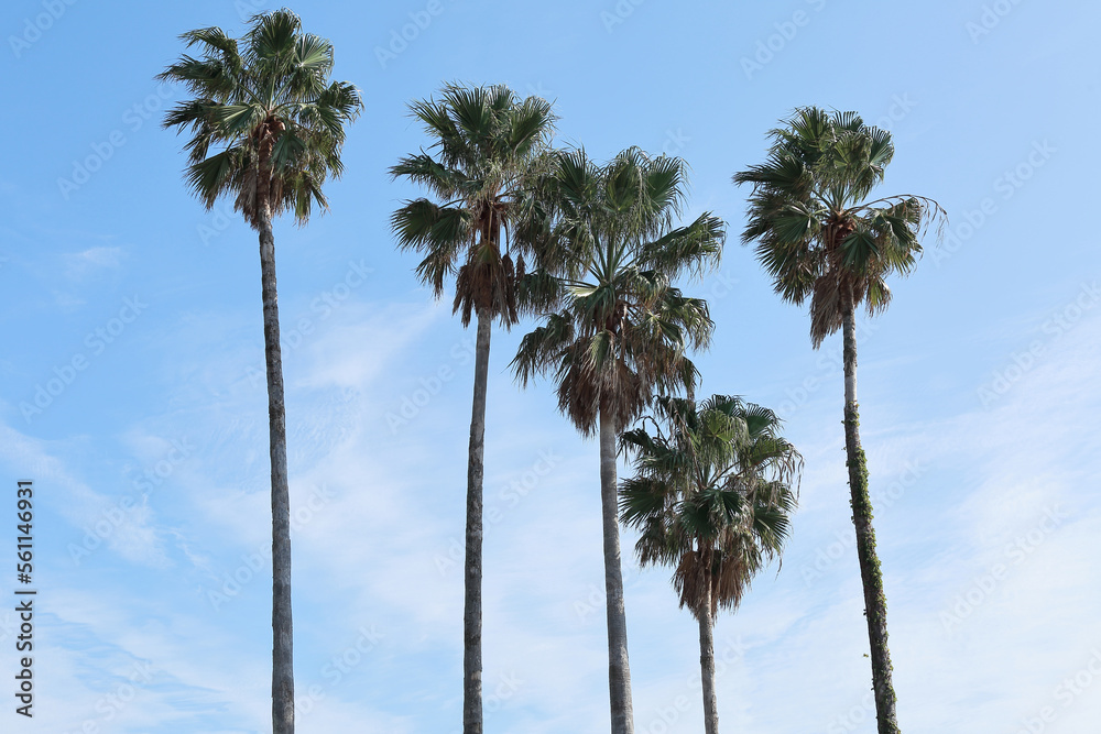 Obraz premium 푸른하늘아래에서 자라난 초록 야자수나무들