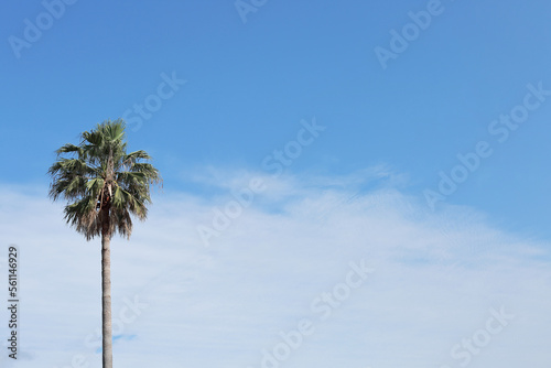 푸른하늘아래에서 자라난 초록 야자수나무들 © Zorba