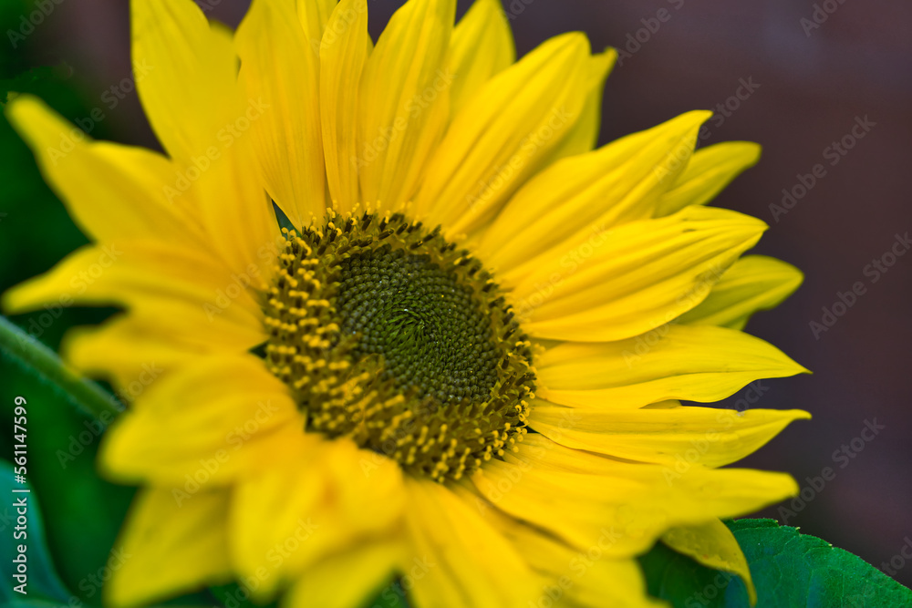 sunflower in the garden