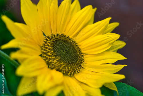sunflower in the garden