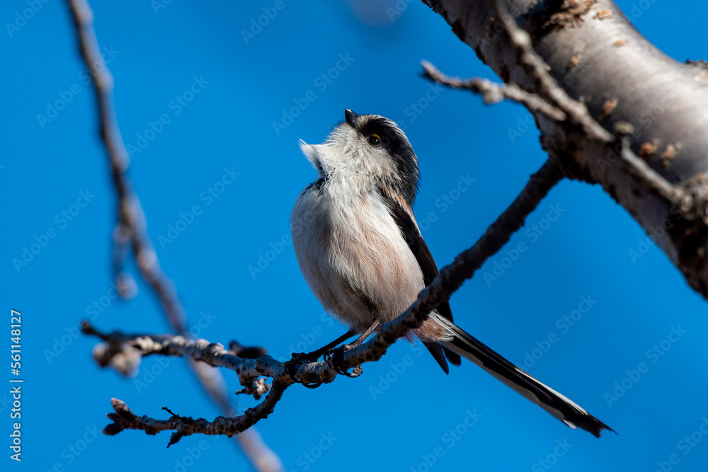 Obraz premium エナガ