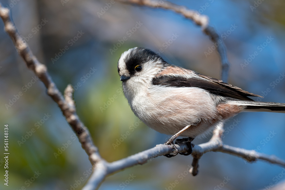 Naklejka premium エナガ