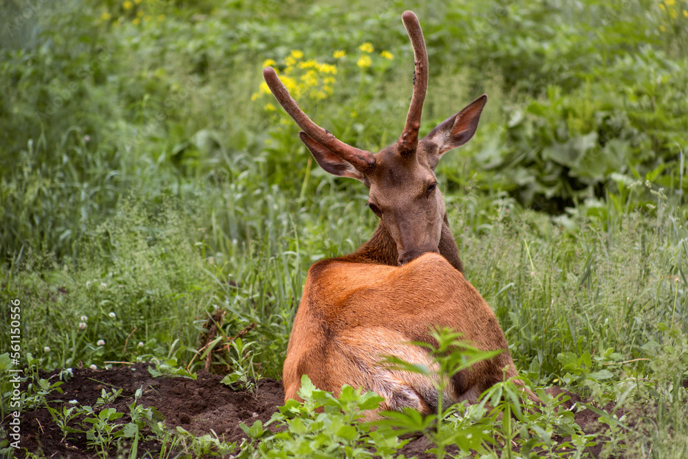 deer in a deer farm against the backdrop of green nature deer in a deer farm against the backdrop of green nature