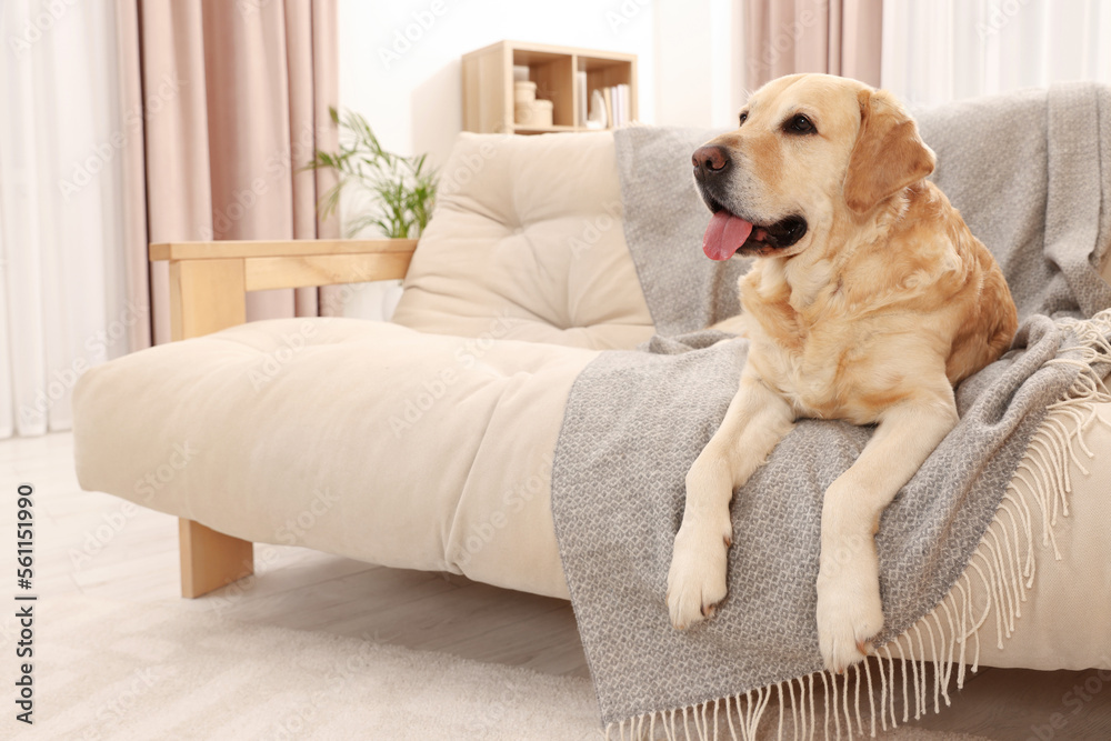 Cute Golden Labrador Retriever on couch in living room Cute Golden Labrador Retriever on couch in living room