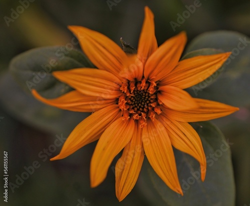 orange flower on black background