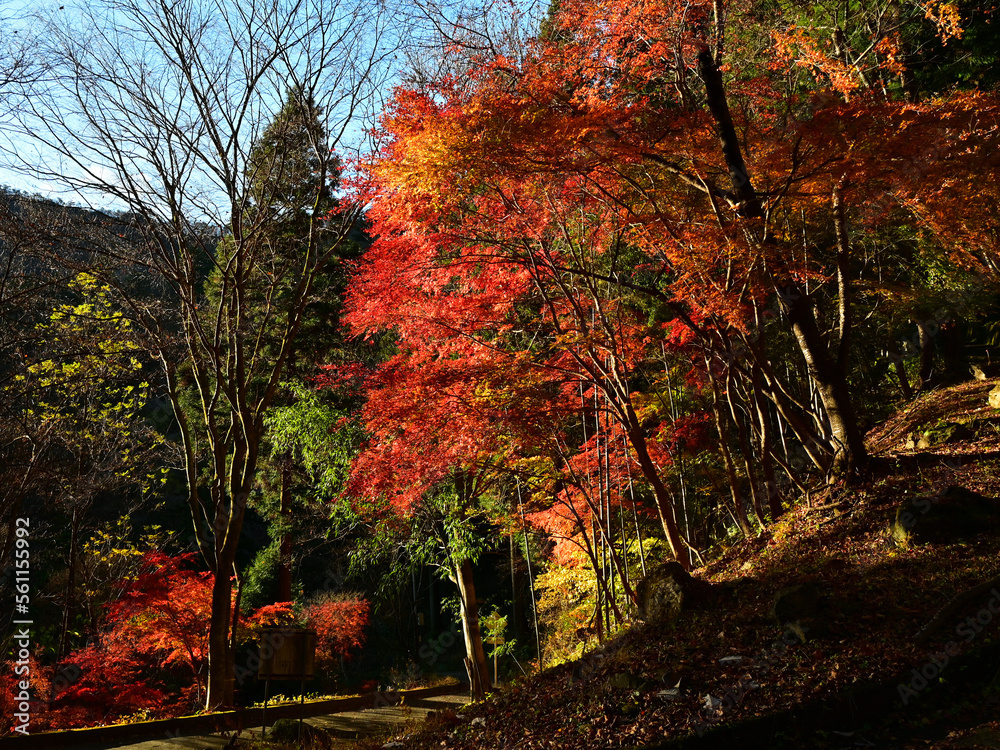 Autumn leaves in Nanmoku village