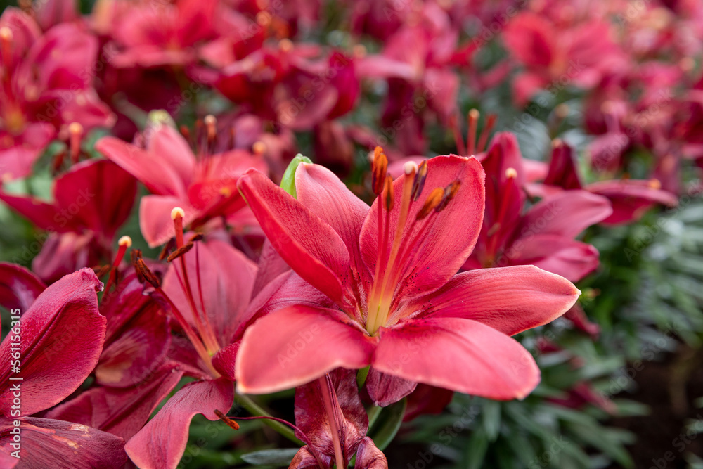 Red tulip flowers under natural light in a garden. Red spring blooming perennial herbaceous flowers with bright red color for house decoration. Red tulip flowers under natural light in a garden. Red spring blooming perennial herbaceous flowers with bright red color for house decoration.
