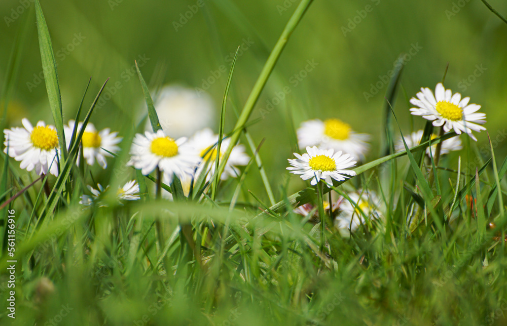 grass and flowers