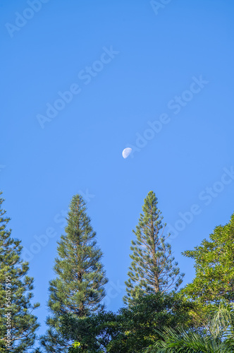 Moon Setting in Daylight Above Norfolk Pines in Hawaii.