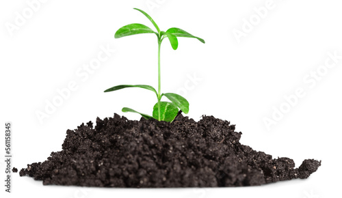 New life concept, little green plant in a dirt