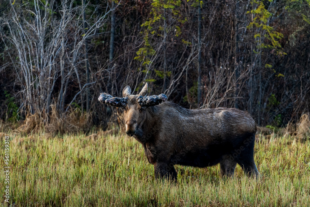 Wild moose seen in Yukon Territory with large tumours growths on his antlers. Seen in the boreal forest of Canada. Wild moose seen in Yukon Territory with large tumours growths on his antlers. Seen in the boreal forest of Canada.