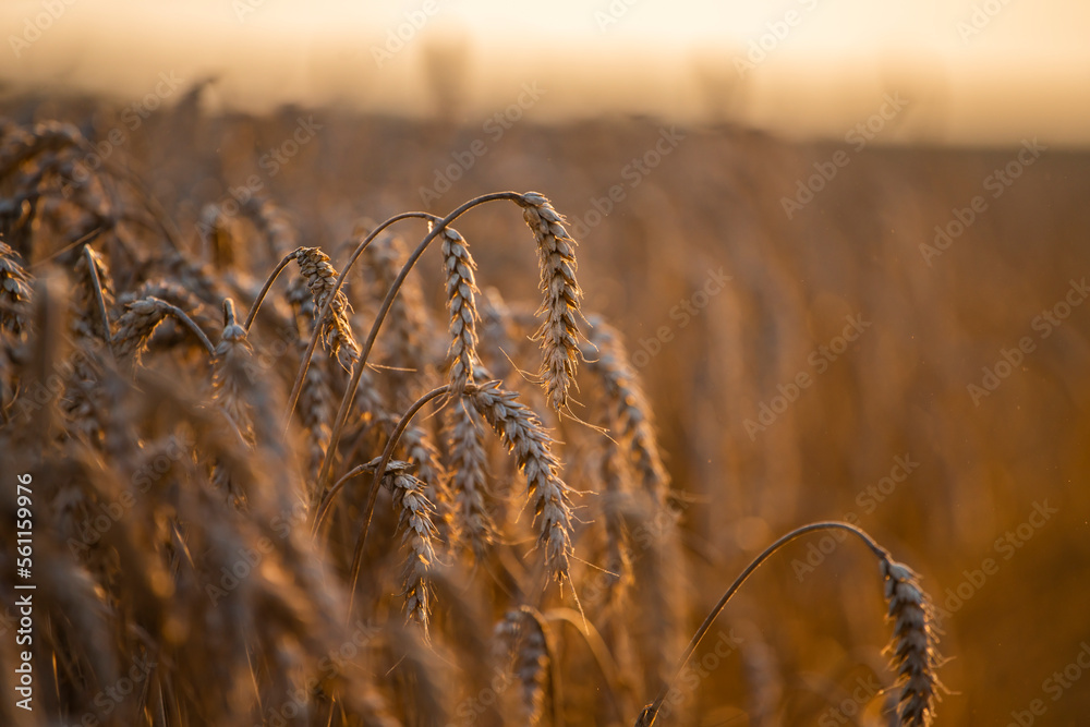 Wheat field in the summer sun, wheat, field of wheat, field of wheat during harvest, field of grain in summer
 - obrazy, fototapety, plakaty 