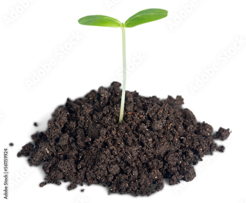 New life concept, little green plant in a dirt