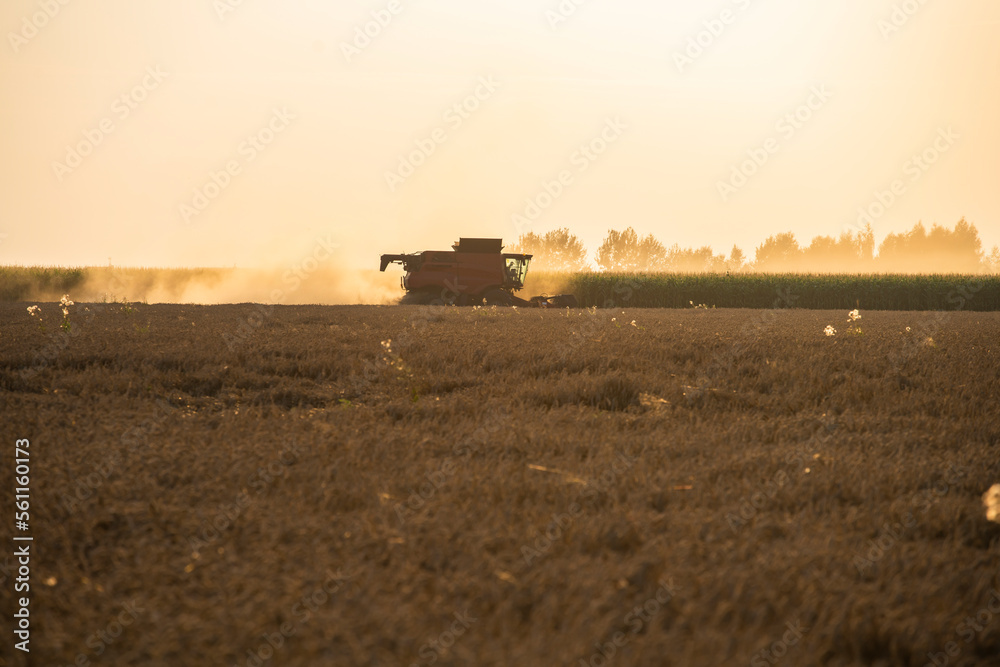 Fototapeta premium grain harvester working in the field, wheat harvest, harvester at harvest time, wheat harvester at sunset
