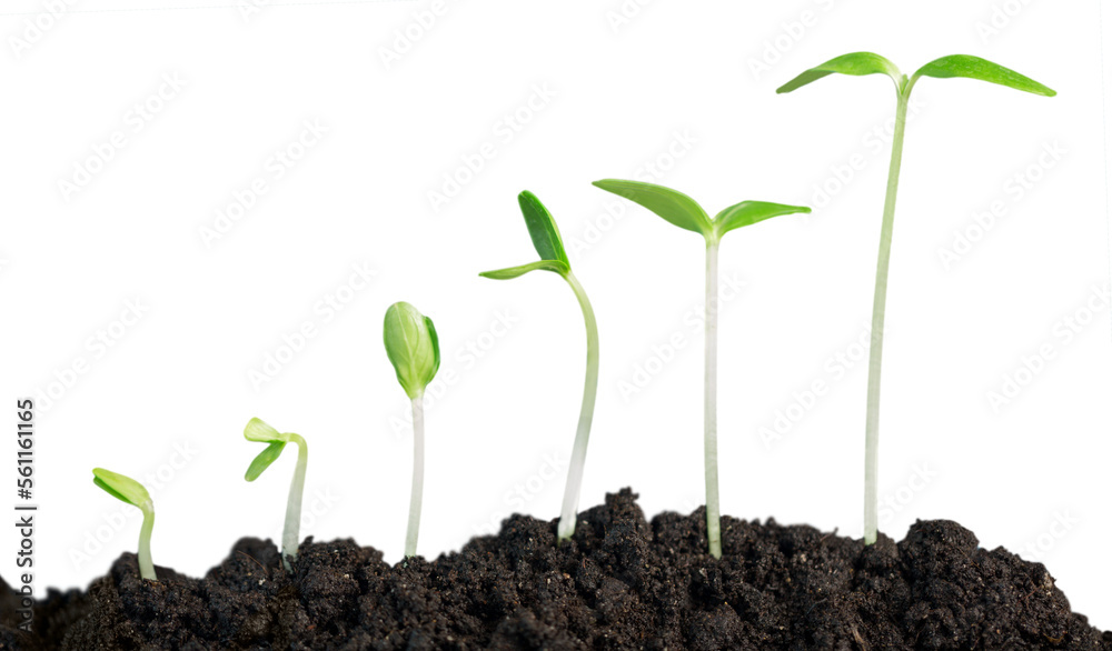 New life concept, little green plant in a dirt New life concept, little green plant in a dirt