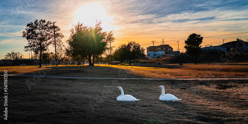 Canvas Print Two Swans nesting on the lawn at Lake Carlsbad Recreational Park at sunset, in C