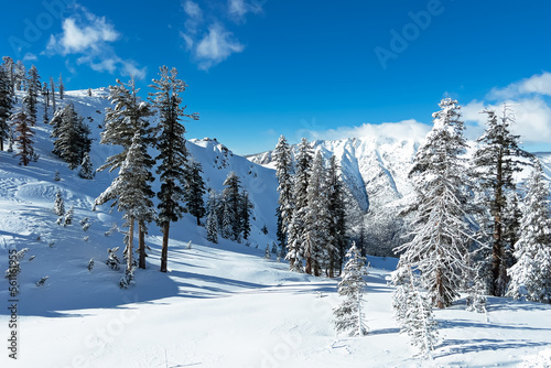 Beautiful winter landscape with trees covered in snow, winter wonderland