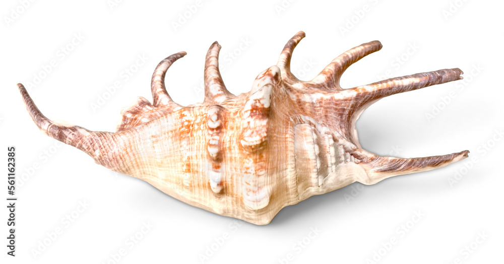 Sea shell isolated on white background Sea shell isolated on white background