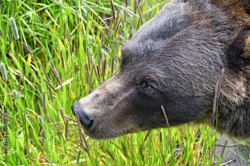brown bear in Alaska Wildlife Conservation Center, Alaska brown bear in Alaska Wildlife Conservation Center, Alaska