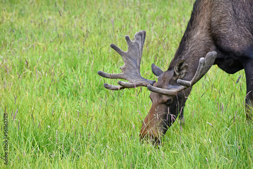 Caribous in Alaska Wildlife Conservation Center, Alaska