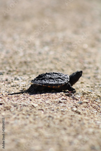 snapping turtle © Steven