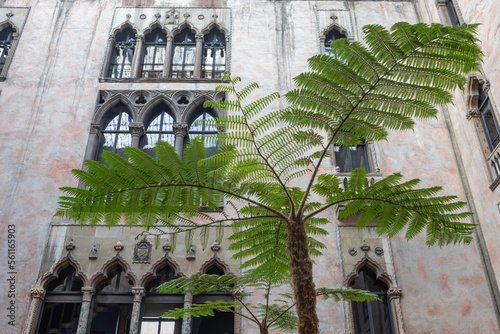 Sphaeropteris Brunoniana Fern Tree Grown Indoor In The US. Scaly Tree Fern is Native To India. photo