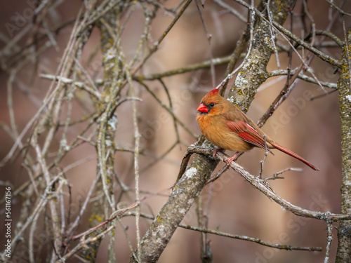 Colorful female cardinal (Cardinalis cardinalis) perched on a tree branch © Teresa