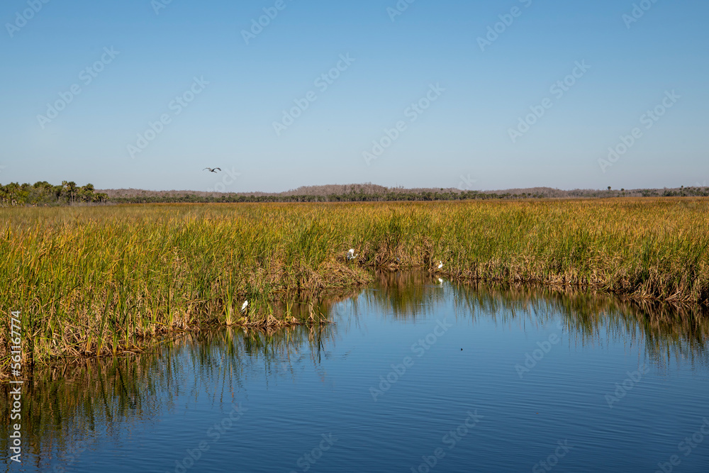 Egrets and Herons dot the beautiful landscape of the Florida Everglades