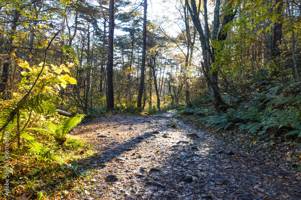 Fototapeta premium 秋の五色沼自然探勝路