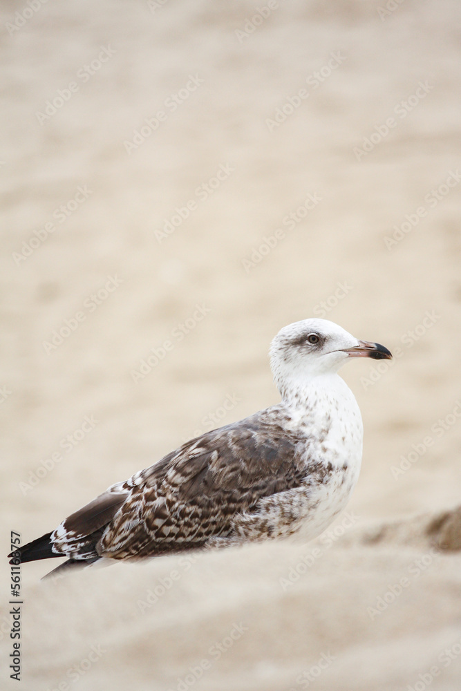 Juvenile seagull on the beach. Praia de Esmoriz, Portugal Juvenile seagull on the beach. Praia de Esmoriz, Portugal