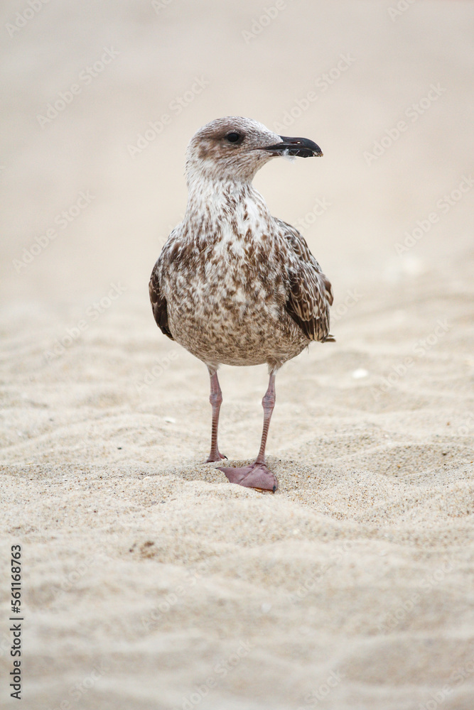 Juvenile seagull on the beach. Praia de Esmoriz, Portugal Juvenile seagull on the beach. Praia de Esmoriz, Portugal